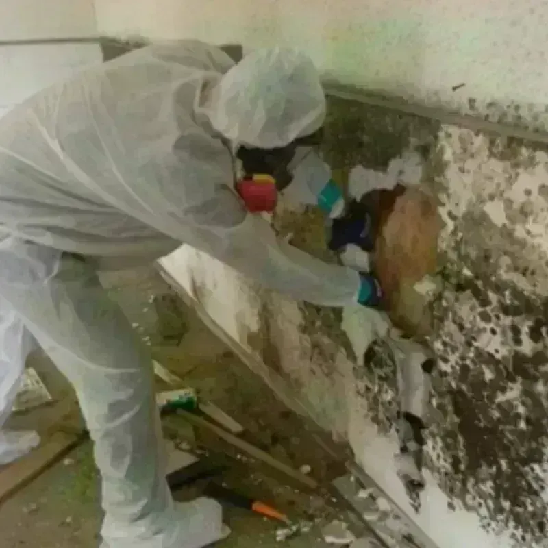 Mold Remediation and Removal in Beach City, TX